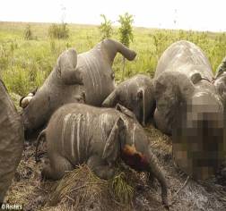Description: Barbaric: In a scene too graphic to show in full, the carcasses of some of the 22 massacred elephants lay strewn across Garamba National Park in the Congo after being gunned down by helicopter-borne poachers